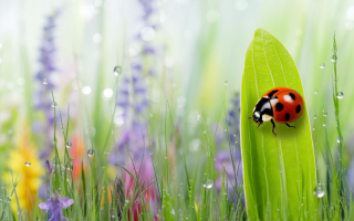coccinelle-feuille-verde-rosee-plantes